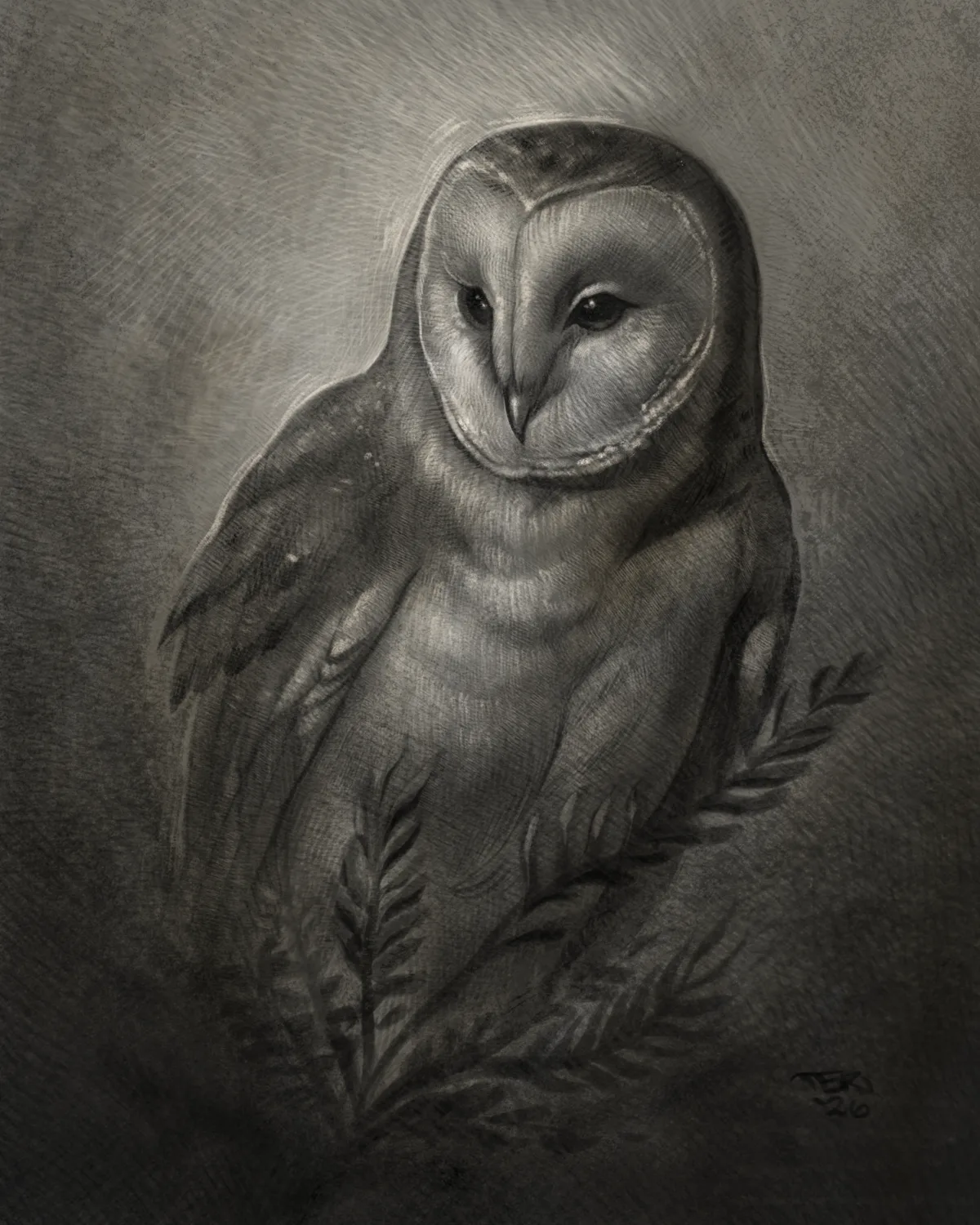 Illustrative barn owl graphite drawing by Terry Ribera, San Diego