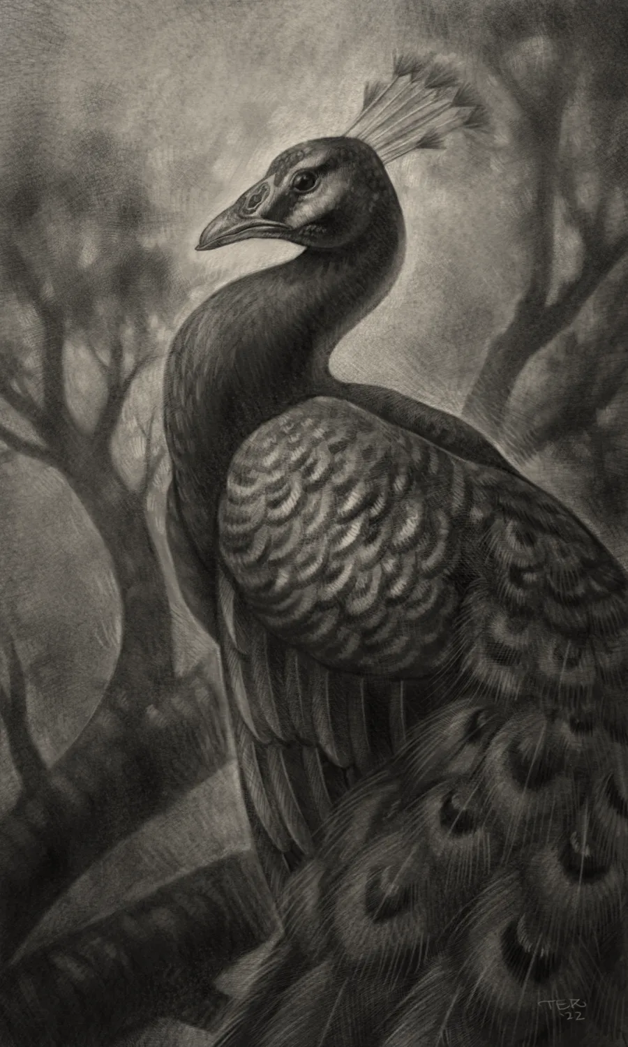 Illustrative peacock graphite drawing by Terry Ribera, San Diego