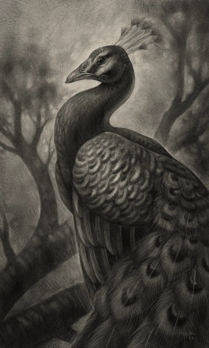 Fine art peacock charcoal drawing by Terry Ribera San Diego